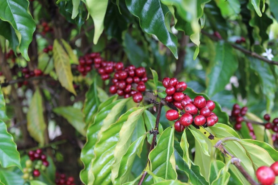 Café Matilda: Lavado de Chiapas