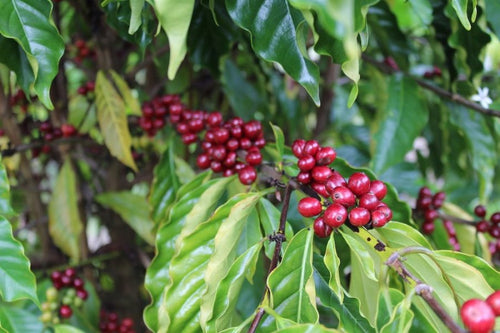 Café Matilda: Lavado de Chiapas